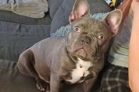 Cincinnati Man Reunites with Missing French Bulldog Amid Search for Stolen Car Containing Late Wife's Ashes