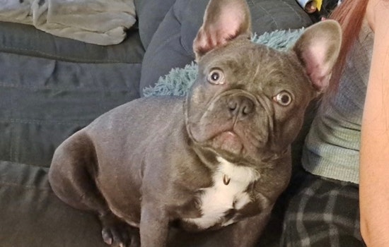 Cincinnati Man Reunites with Missing French Bulldog Amid Search for Stolen Car Containing Late Wife's Ashes
