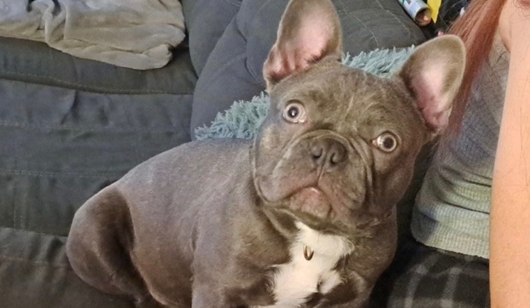Cincinnati Man Reunites with Missing French Bulldog Amid Search for Stolen Car Containing Late Wife's Ashes