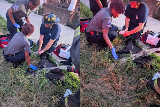 Cleveland Firefighters Heroically Revive Dog from House Fire on E. 114