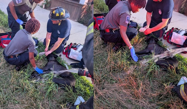 Cleveland Firefighters Heroically Revive Dog from House Fire on E. 114