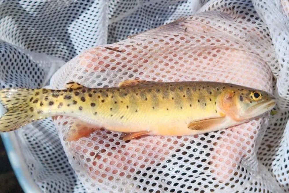 Colorado Biologists Rescue Native Uncompahgre Cutthroat Trout from Stoner Mesa Wildfire's Path