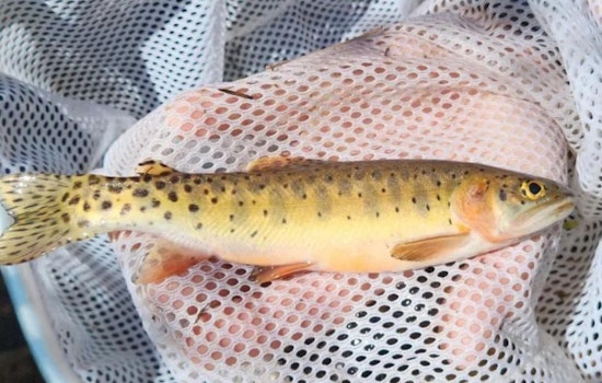 Colorado Biologists Rescue Native Uncompahgre Cutthroat Trout from Stoner Mesa Wildfire's Path