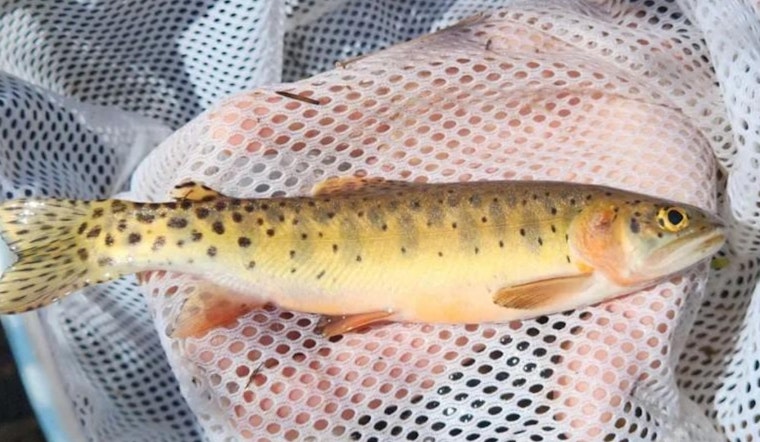 Colorado Biologists Rescue Native Uncompahgre Cutthroat Trout from Stoner Mesa Wildfire's Path
