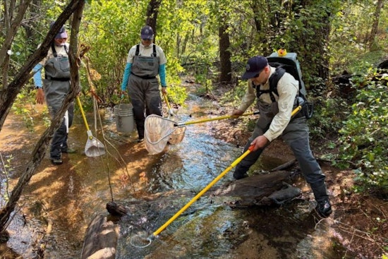 Colorado Parks and Wildlife Biologists Conduct Fish Population Survey in Bear Creek Near Gold Camp Road