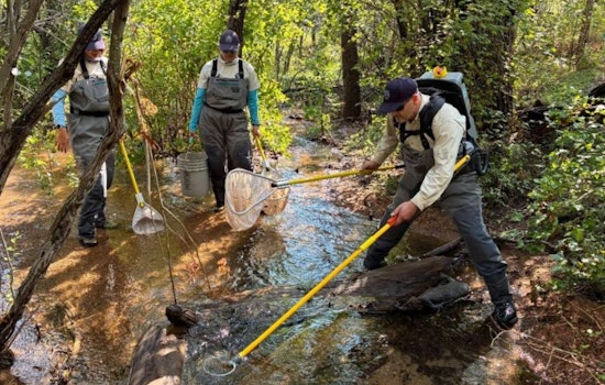 Colorado Parks and Wildlife Biologists Conduct Fish Population Survey in Bear Creek Near Gold Camp Road