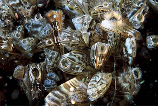Colorado Parks and Wildlife Launch Attack on Zebra Mussel Infestation in Colorado River
