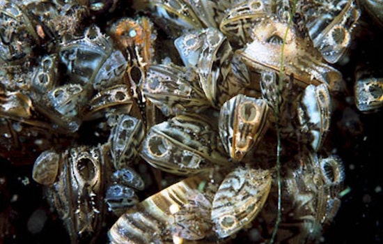 Colorado Parks and Wildlife Launch Attack on Zebra Mussel Infestation in Colorado River