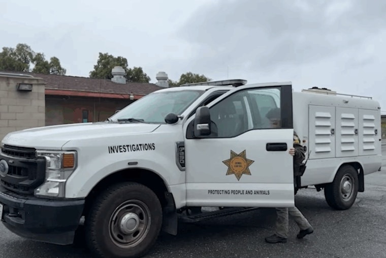 County Animal Services Launches Legal Probe into Alleged Horse Neglect in Rancho Santa Fe