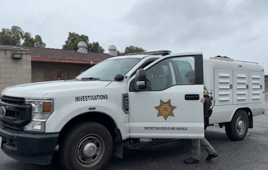County Animal Services Launches Legal Probe into Alleged Horse Neglect in Rancho Santa Fe