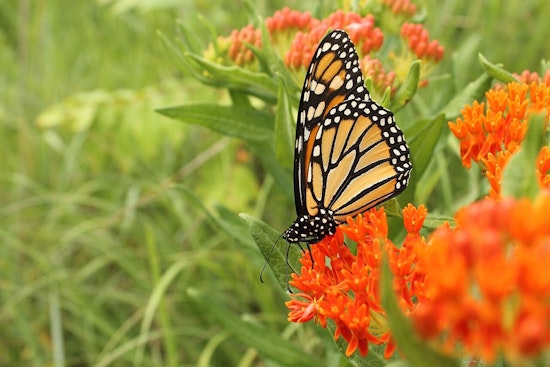 Dearborn Unveils New Southend Butterfly Garden to Promote Urban Ecology and Community Well-being