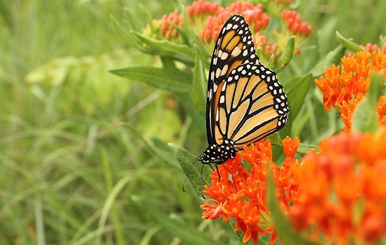 Dearborn Unveils New Southend Butterfly Garden to Promote Urban Ecology and Community Well-being
