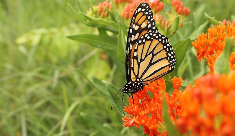 Dearborn Unveils New Southend Butterfly Garden to Promote Urban Ecology and Community Well-being