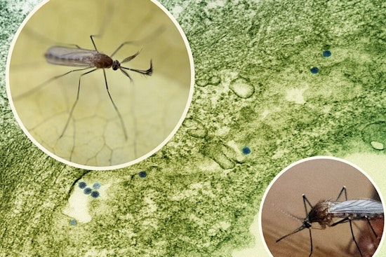 Denton Raises West Nile Virus Alert to Level 4, Urges Prevention After Mosquitoes Test Positive