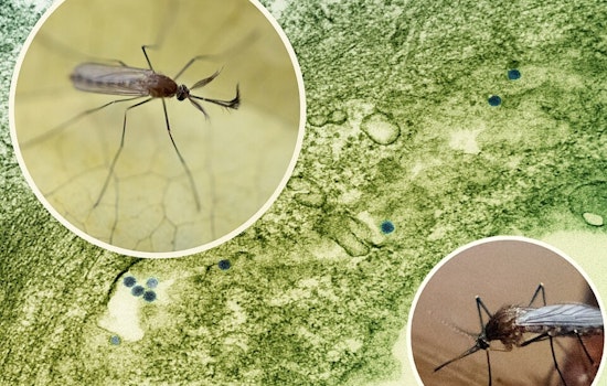 Denton Raises West Nile Virus Alert to Level 4, Urges Prevention After Mosquitoes Test Positive
