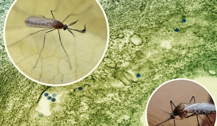 Denton Raises West Nile Virus Alert to Level 4, Urges Prevention After Mosquitoes Test Positive