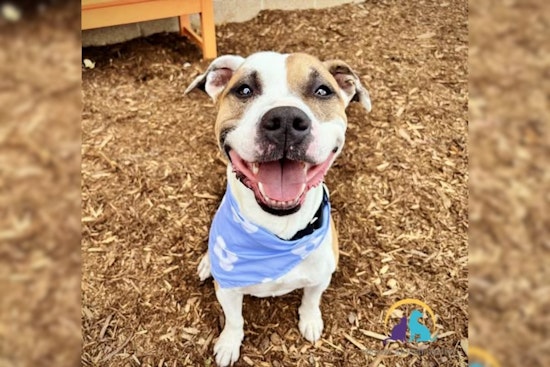Denver Police Champion Adoption of Gentle Pit Bull Mix, Signal Breed Restrictions in City