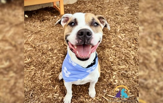Denver Police Champion Adoption of Gentle Pit Bull Mix, Signal Breed Restrictions in City