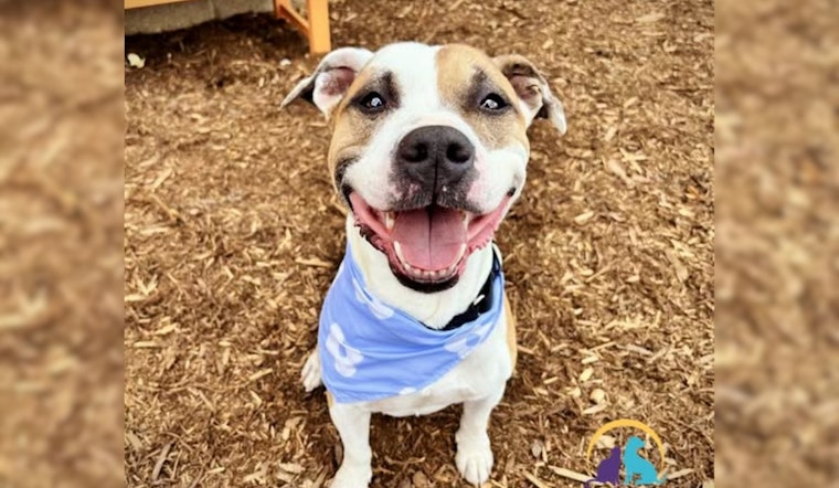 Denver Police Champion Adoption of Gentle Pit Bull Mix, Signal Breed Restrictions in City