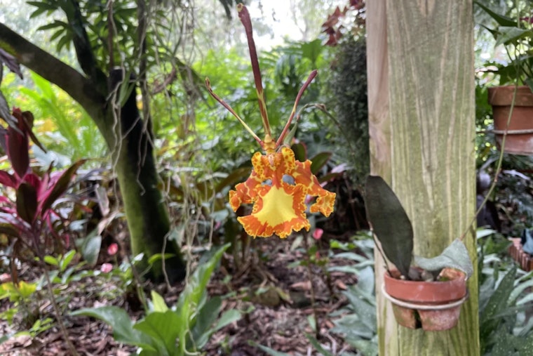 Discover Exotic Blooms at Eureka Springs Greenhouse in Hillsborough County, FL