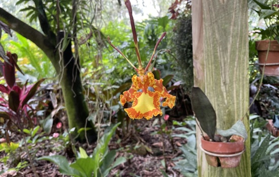Discover Exotic Blooms at Eureka Springs Greenhouse in Hillsborough County, FL