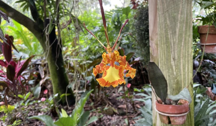 Discover Exotic Blooms at Eureka Springs Greenhouse in Hillsborough County, FL