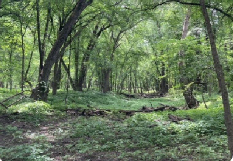 Discover the Healing Power of Nature with ANFT-Certified Guide at Cleary Lake Regional Park's Forest Bathing Event