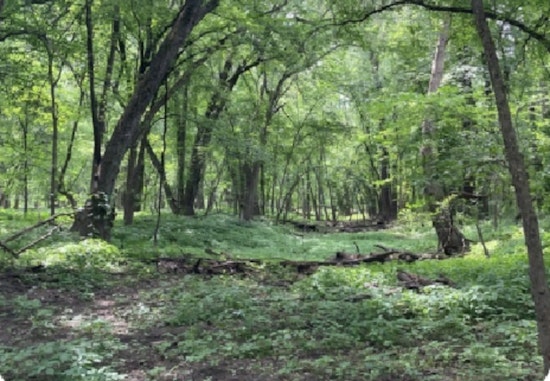 Discover the Healing Power of Nature with ANFT-Certified Guide at Cleary Lake Regional Park's Forest Bathing Event