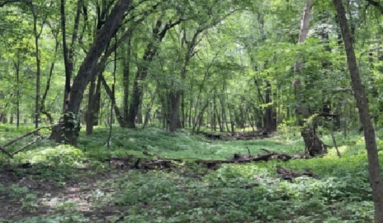 Discover the Healing Power of Nature with ANFT-Certified Guide at Cleary Lake Regional Park's Forest Bathing Event
