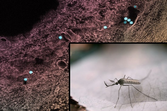 Dublin Neighborhoods Brace for Mosquito Spraying as West Nile Virus Looms