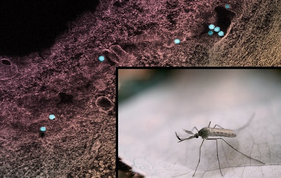 Dublin Neighborhoods Brace for Mosquito Spraying as West Nile Virus Looms