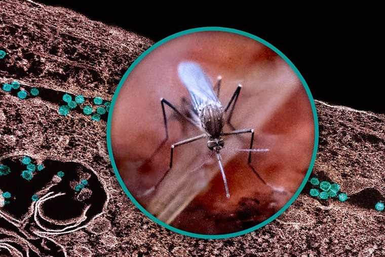 Dublin to Combat West Nile Virus with Targeted Mosquito Spraying on August 18