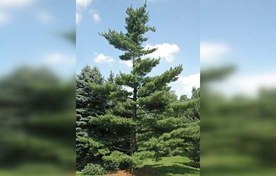 Duluth Embraces Ecological Heritage with White Pine Planting Project Near Park Point Beach
