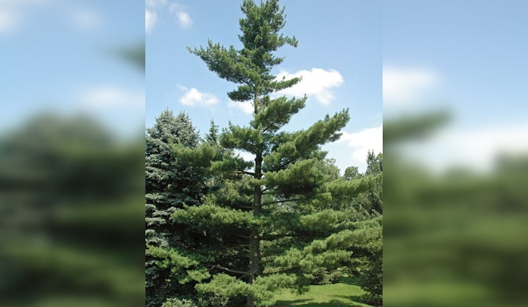 Duluth Embraces Ecological Heritage with White Pine Planting Project Near Park Point Beach