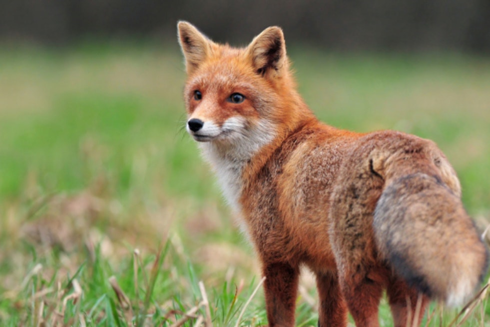 Durham County on Alert After Two Rabies Cases in Foxes, Health Officials Advise Caution