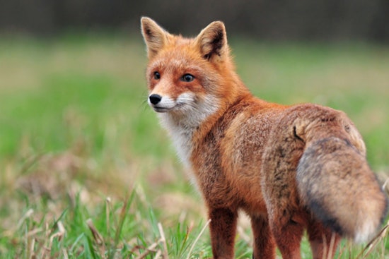 Durham County on Alert After Two Rabies Cases in Foxes, Health Officials Advise Caution