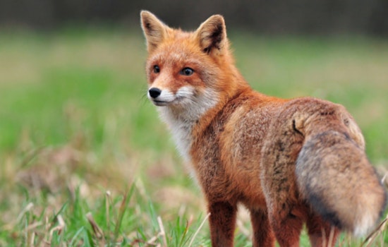 Durham County on Alert After Two Rabies Cases in Foxes, Health Officials Advise Caution