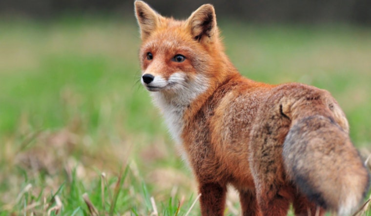 Durham County on Alert After Two Rabies Cases in Foxes, Health Officials Advise Caution