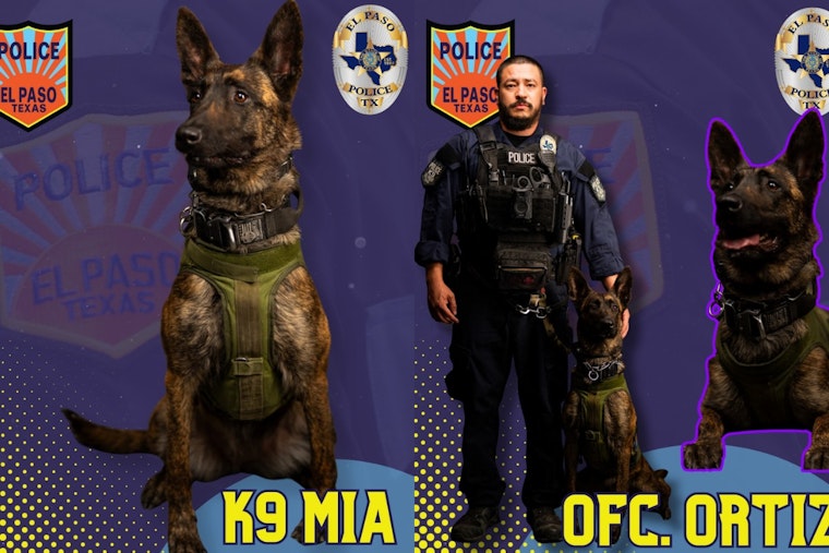 El Paso's Only Female K9, "La Tóxica", Showcased for Exceptional Service in Law Enforcement