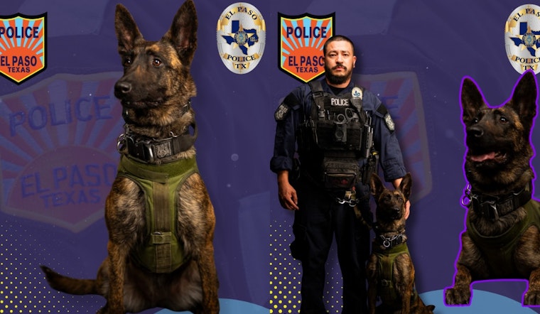 El Paso's Only Female K9, "La Tóxica", Showcased for Exceptional Service in Law Enforcement