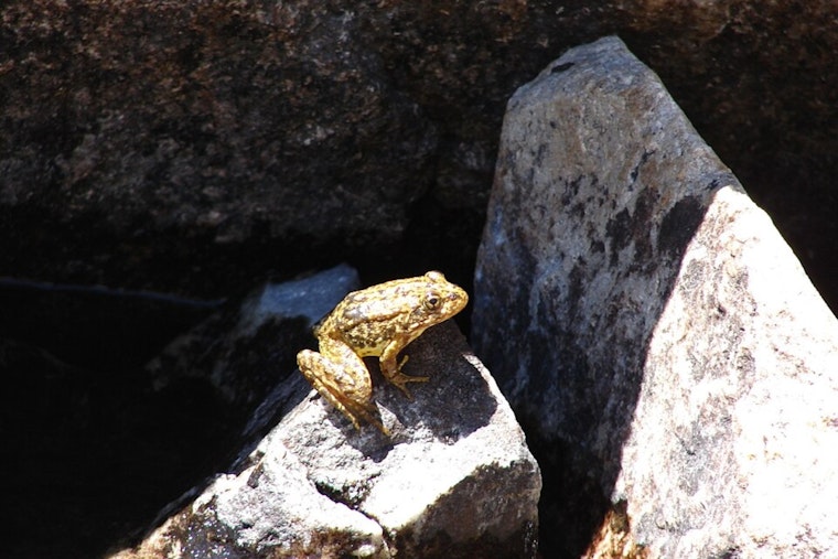 Endangered Mountain Yellow-legged Frogs Leap Back Into San Bernardino Mountains in Historic Reintroduction Effort