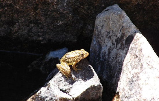 Endangered Mountain Yellow-legged Frogs Leap Back Into San Bernardino Mountains in Historic Reintroduction Effort