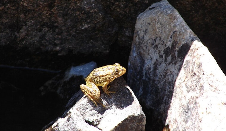 Endangered Mountain Yellow-legged Frogs Leap Back Into San Bernardino Mountains in Historic Reintroduction Effort