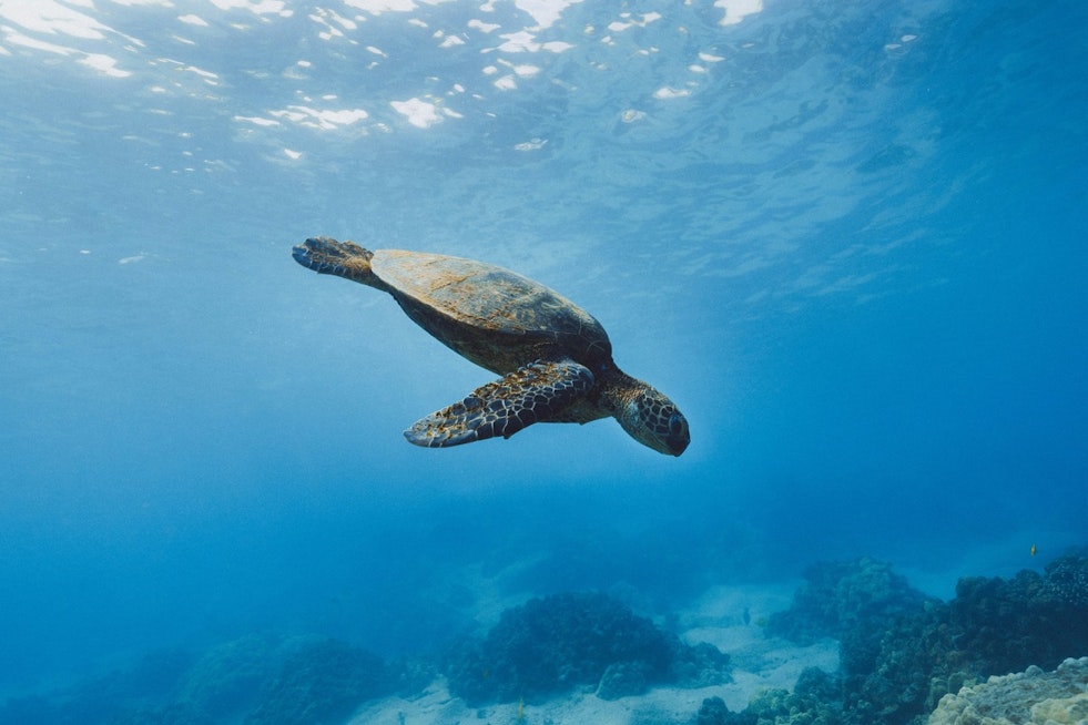 Endangered Sea Turtle "Elton" Returns to Ocean after Rehabilitation in Coney Island