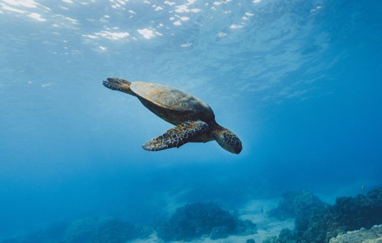 Endangered Sea Turtle "Elton" Returns to Ocean after Rehabilitation in Coney Island