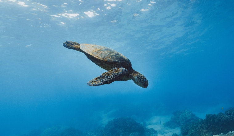 Endangered Sea Turtle "Elton" Returns to Ocean after Rehabilitation in Coney Island