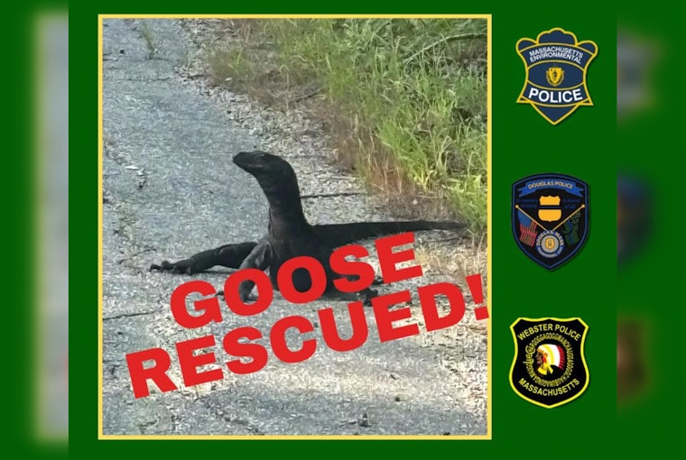 Escaped Water Monitor Lizard "Goose" Captured After Two-Week Pursuit in Massachusetts
