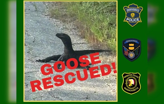 Escaped Water Monitor Lizard "Goose" Captured After Two-Week Pursuit in Massachusetts