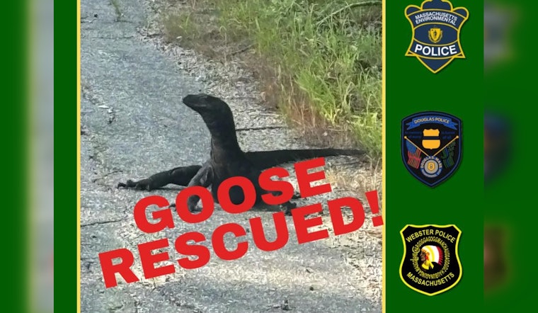 Escaped Water Monitor Lizard "Goose" Captured After Two-Week Pursuit in Massachusetts