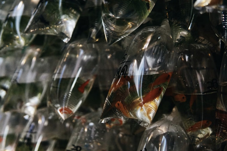 Final Free Mosquitofish Giveaway in Northdale Aims to Curb Mosquitoes Amid Dengue Concerns in Hillsborough County